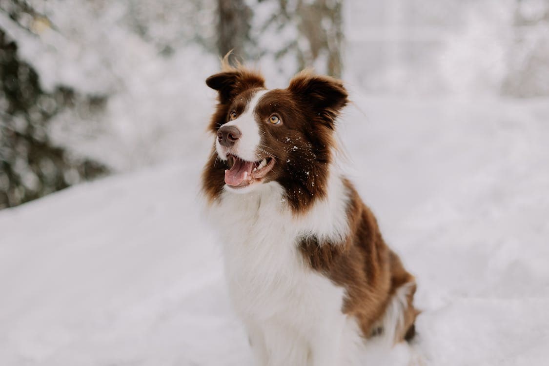 Perros jugando en la nieve