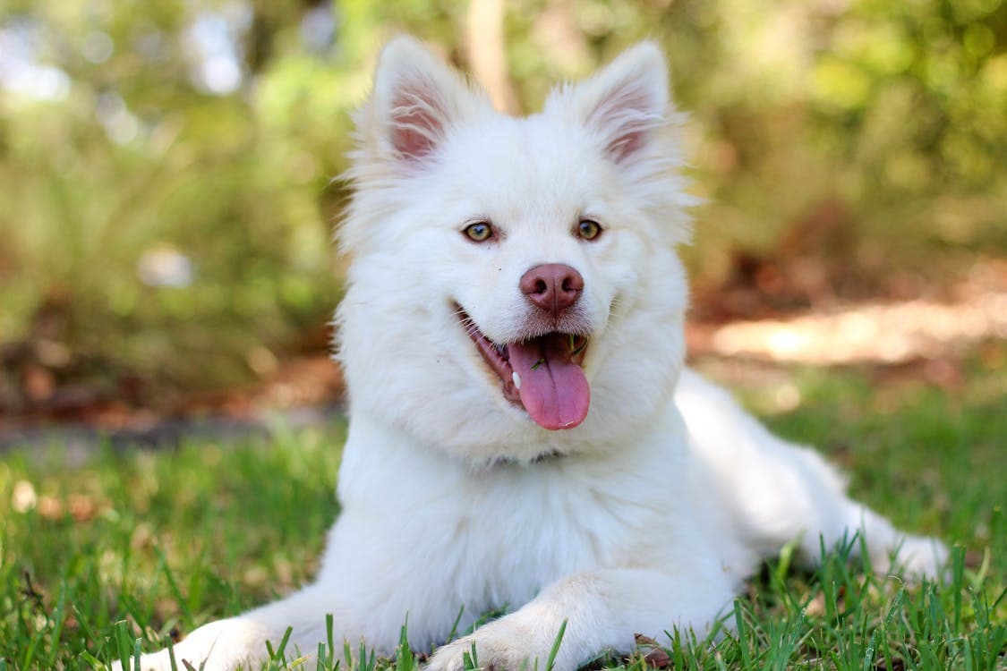 Nube